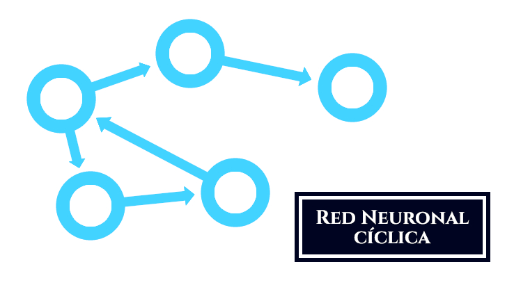 Red neuronal cíclica, con un bucle.