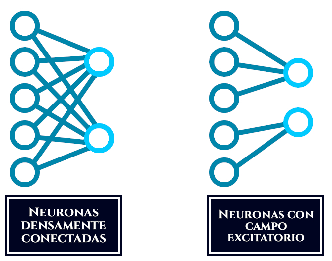 Esquema de dos tipos de conexiones: densa o de campo excitatorio. Las redes convolucionales se caracterizan por neuronas con conexiones con campos.