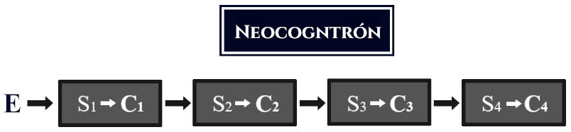Ejemplo de redes convolucionales primitavas, el Neocognitrón de Fukushima.