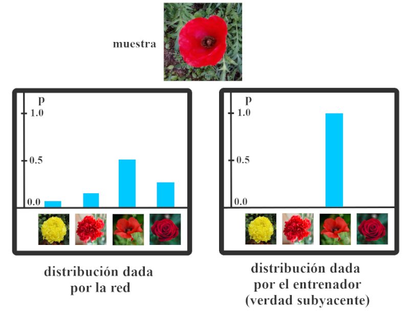 Distribución softmax dada por una red neuronal y distribución dada por el entrenador (verdad subyacente)