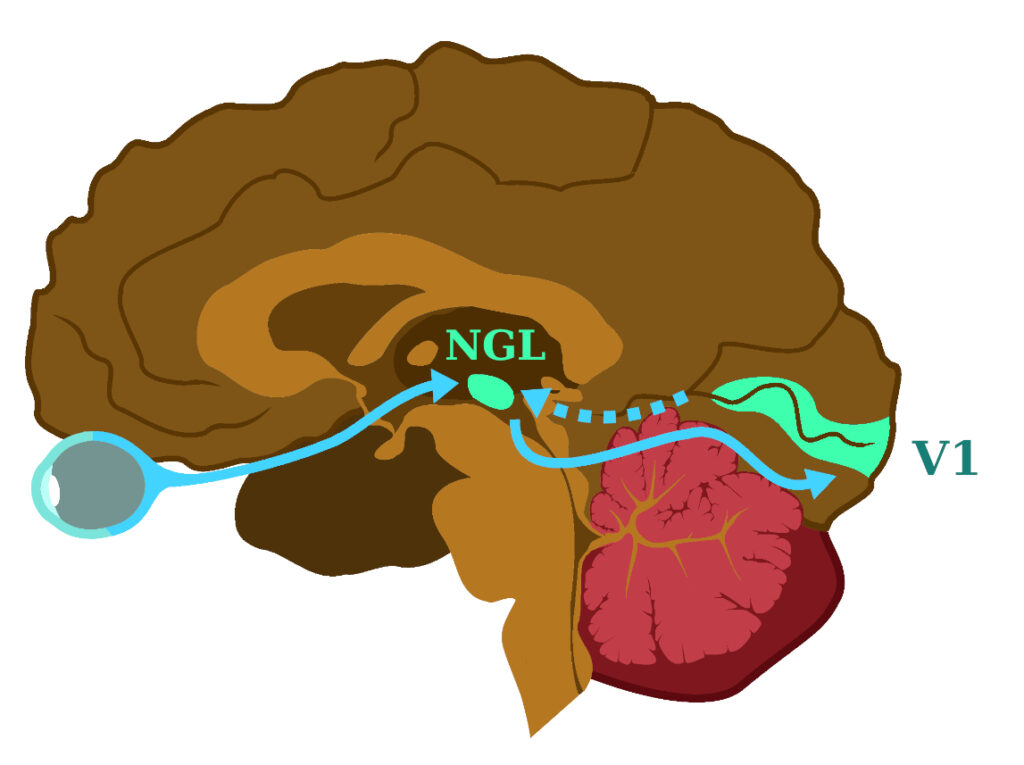 Ruta visual en el cerebro, desde la retina hasta la corteza occipital, pasando por el Núcleo Geniculado Lateral (NGL).