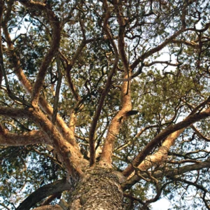 Imagen destacada de Análisis Linguístico.