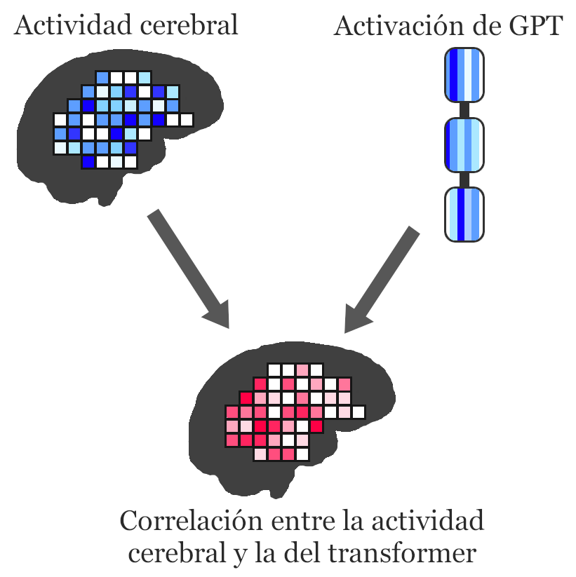 Correlación entre la actividad cerebral y la de un transformer del modelo GPT-2.