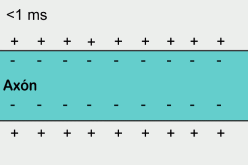 Cellmembranion