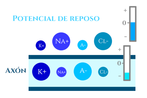 Consciencia1
