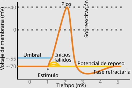 Consciencia2